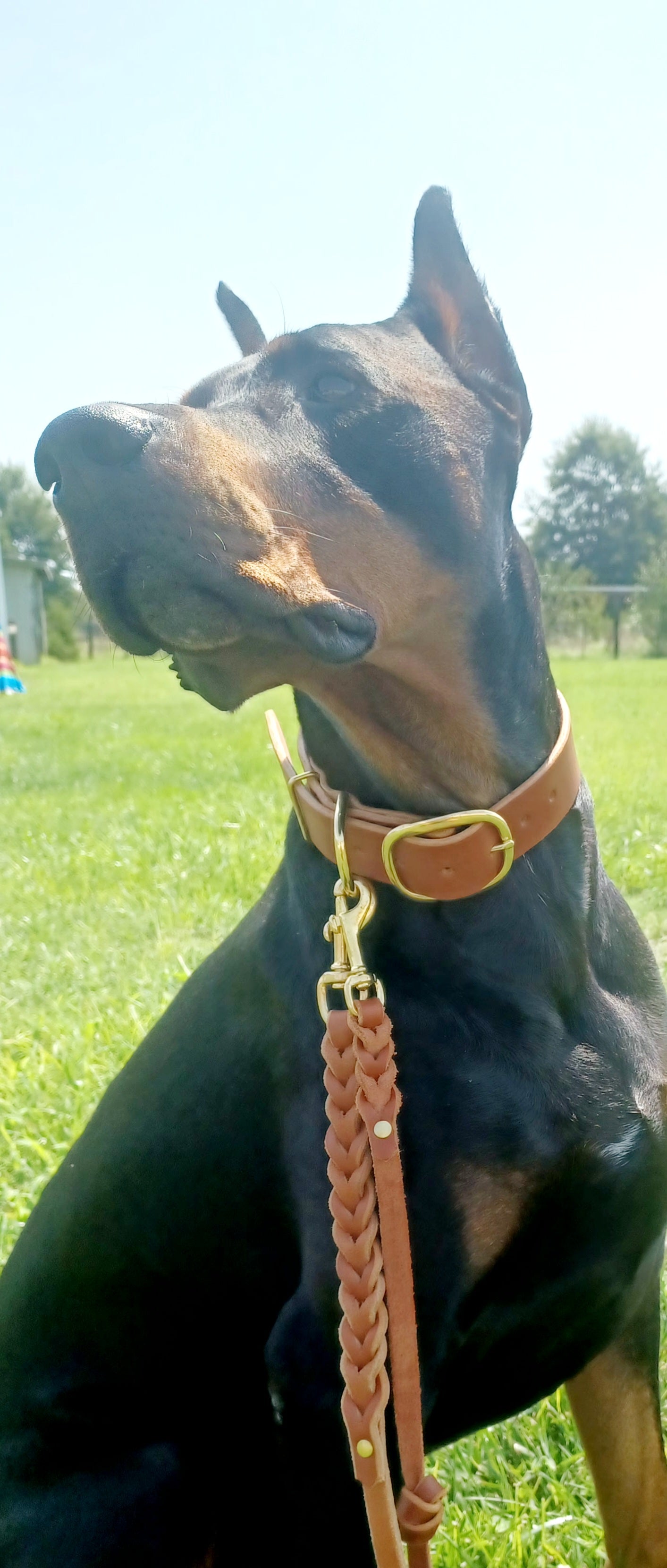 Wide leather collar 1.5"