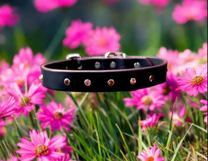 Crystal  dog collar